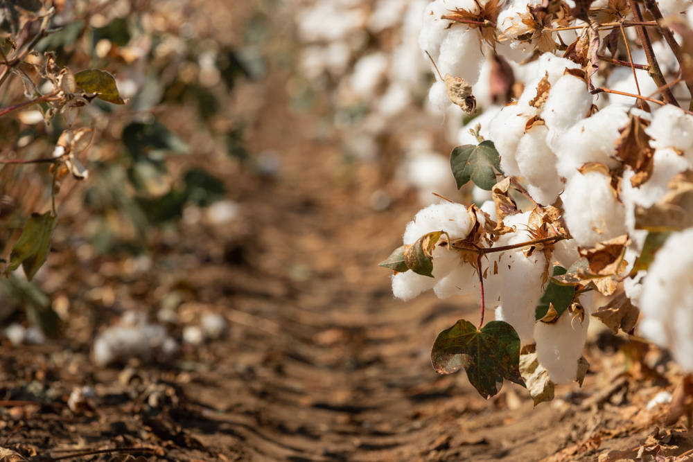 The Environmental Impact of Textile Production 